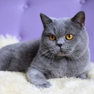 Зена